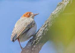 Red-capped Crombec