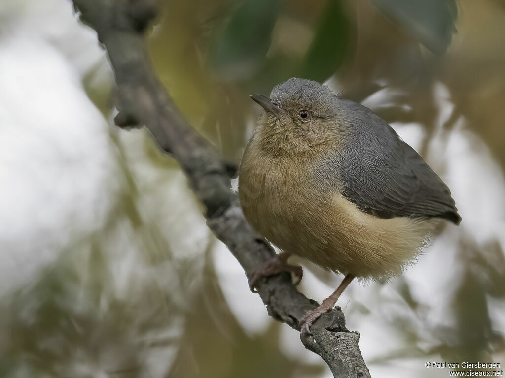 Red-faced Crombecadult