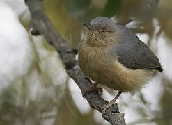 Red-faced Crombec