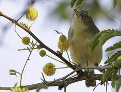 Long-billed Crombec