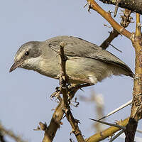 Crombec de Somalie