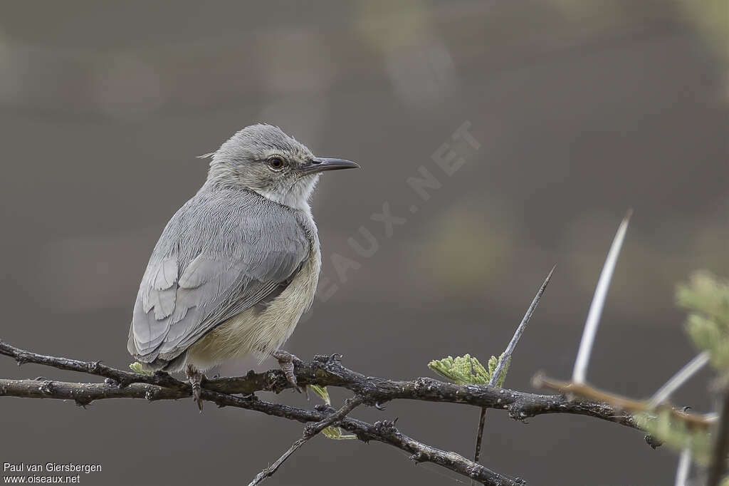 Crombec isabelleadulte, identification