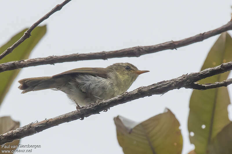 Cryptic Warbler, identification