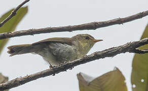 Cryptic Warbler