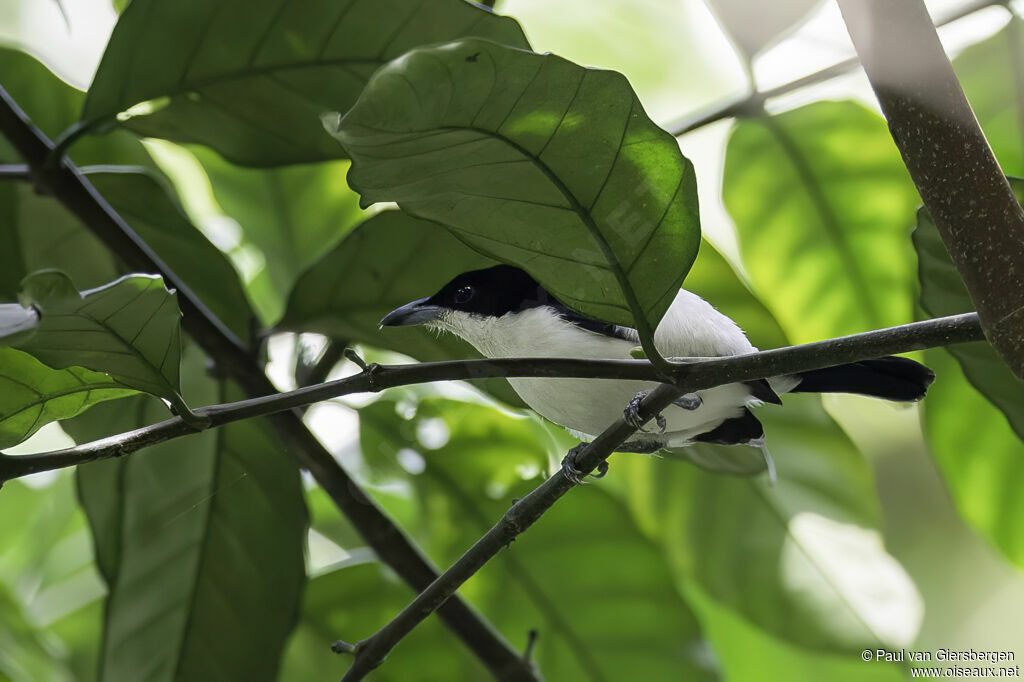 Sabine's Puffback male adult