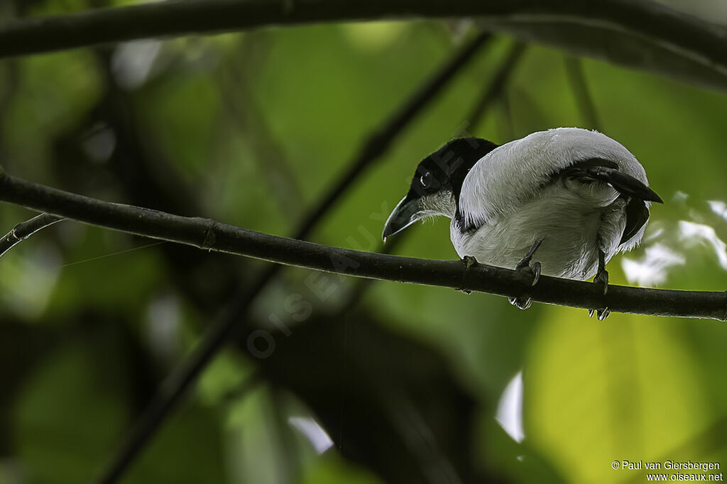 Sabine's Puffback male adult