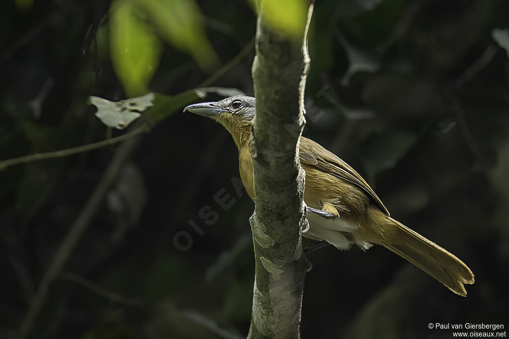 Sabine's Puffback female adult