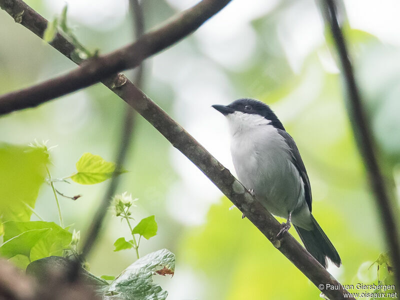 Pink-footed Puffback