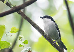 Pink-footed Puffback