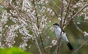 Red-eyed Puffback