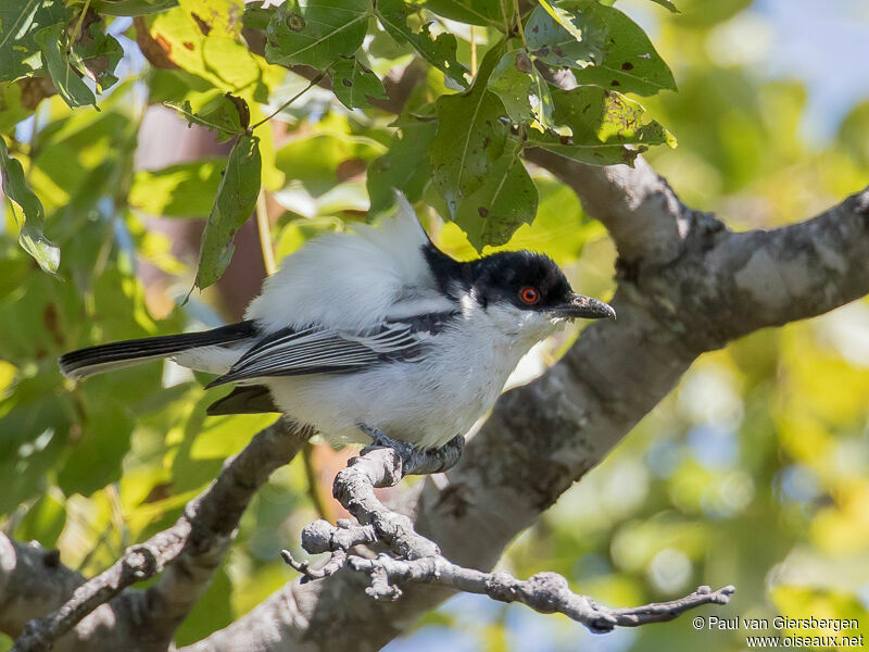 Black-backed Puffback