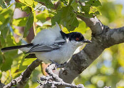 Black-backed Puffback