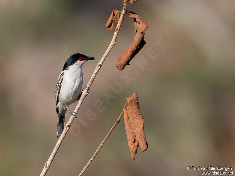 Black-backed Puffback