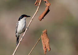 Black-backed Puffback