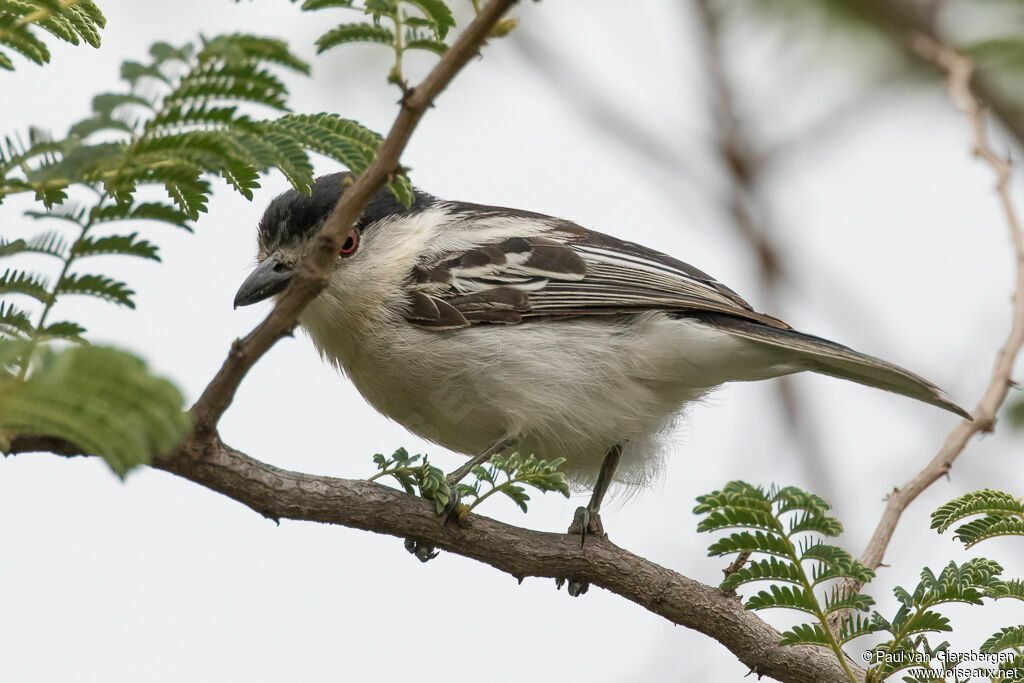 Black-backed Puffback male immature