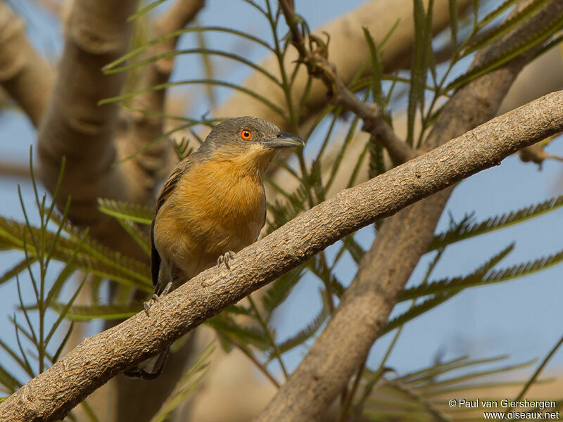 Northern Puffback