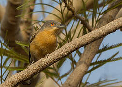 Northern Puffback