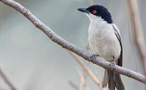 Northern Puffback