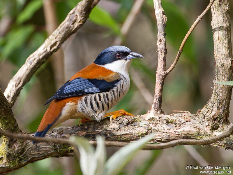 Himalayan Cutia male adult