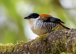 Himalayan Cutia