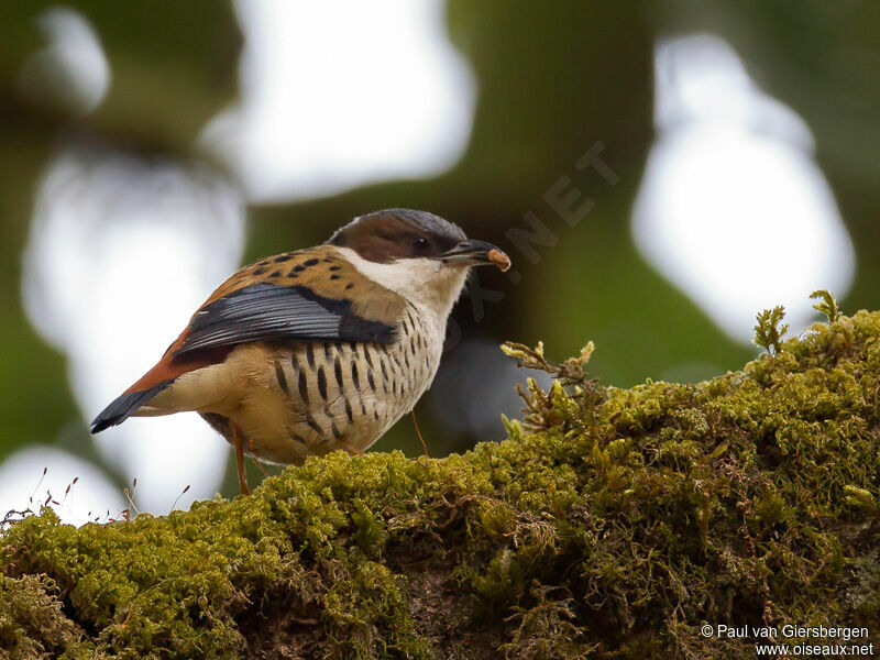 Himalayan Cutia female adult