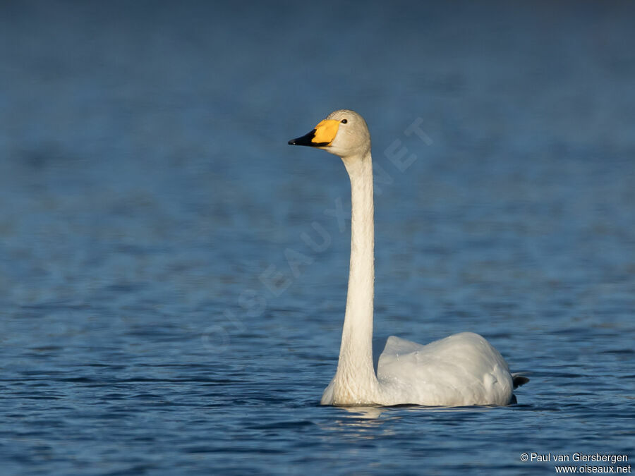 Whooper Swanadult