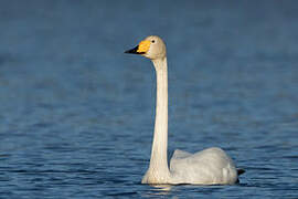 Cygne chanteur