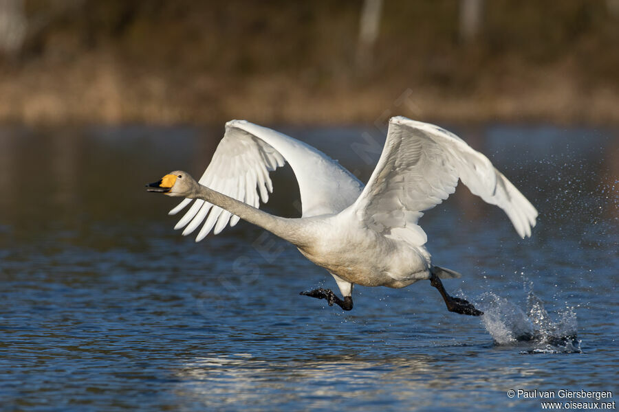 Cygne chanteuradulte