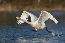 Whooper Swan