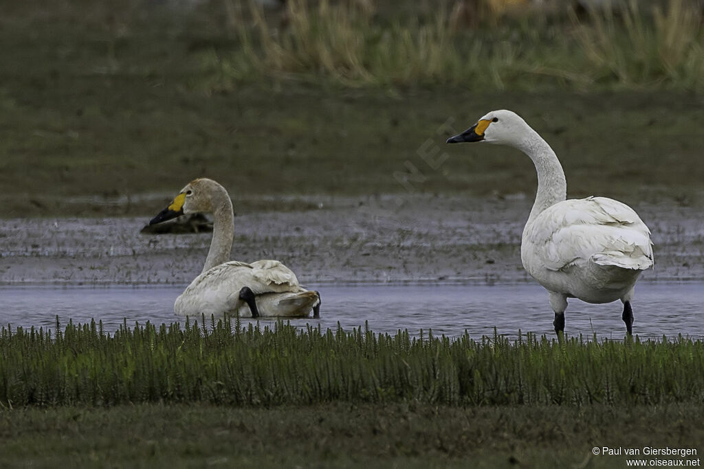 Tundra Swanadult