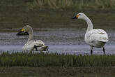 Cygne de Bewick