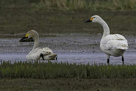 Tundra Swan