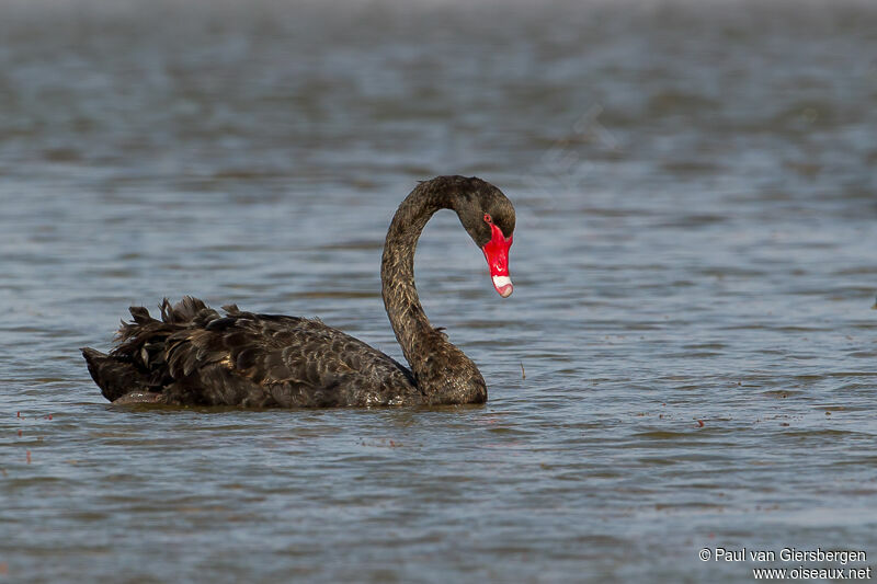 Cygne noir