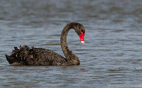 Cygne noir