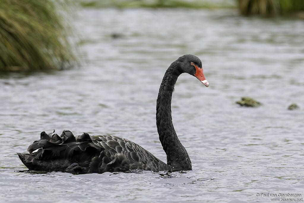 Cygne noiradulte