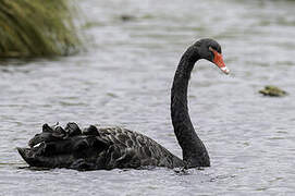 Black Swan