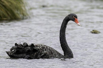 Cygne noir