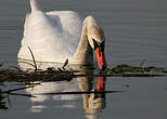 Cygne tuberculé