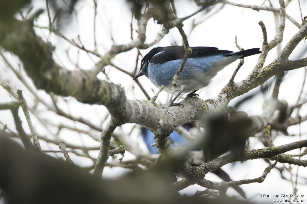 Dacnis à coiffe bleueadulte