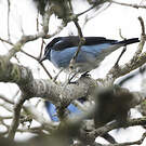 Dacnis à coiffe bleue
