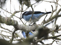 Black-faced Dacnis