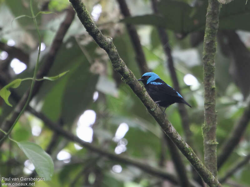 Dacnis à cuisses rouges, pigmentation