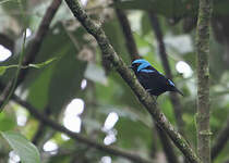 Dacnis à cuisses rouges