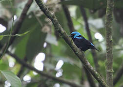 Scarlet-thighed Dacnis