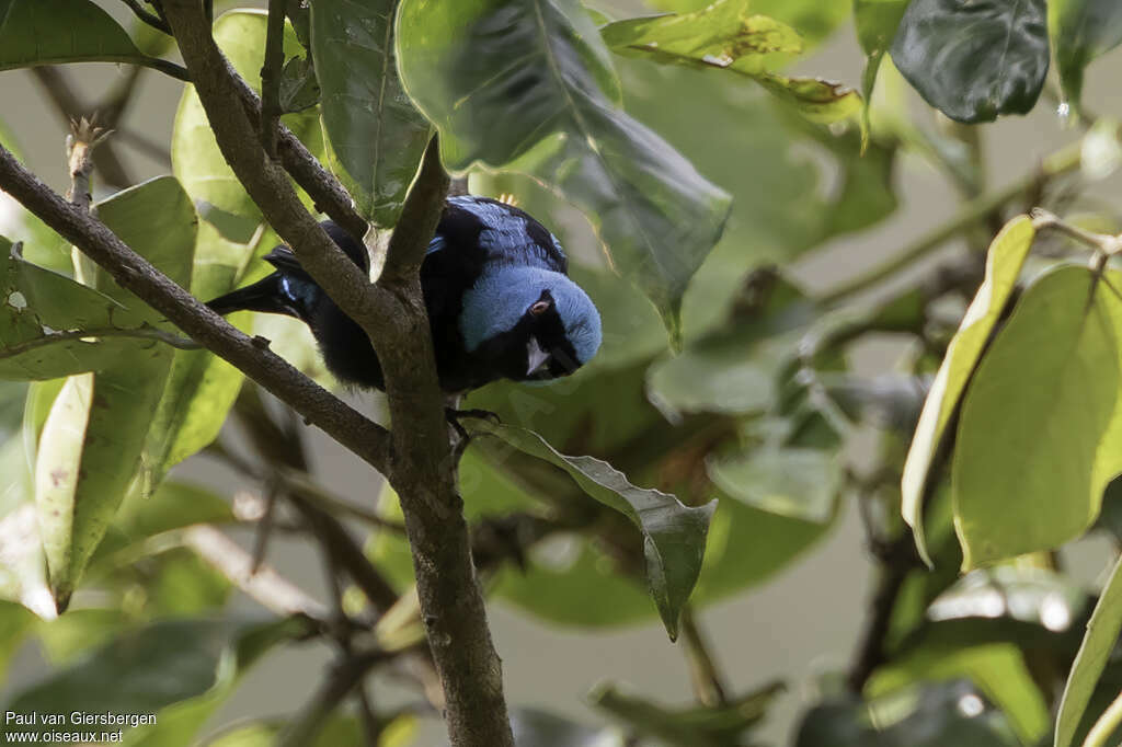 Scarlet-thighed Dacnis male adult, close-up portrait