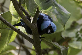 Scarlet-thighed Dacnis