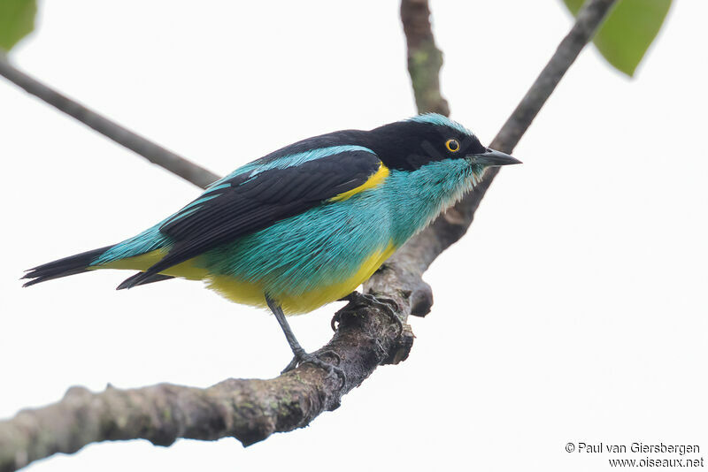 Yellow-tufted Dacnis male adult