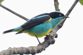 Yellow-tufted Dacnis