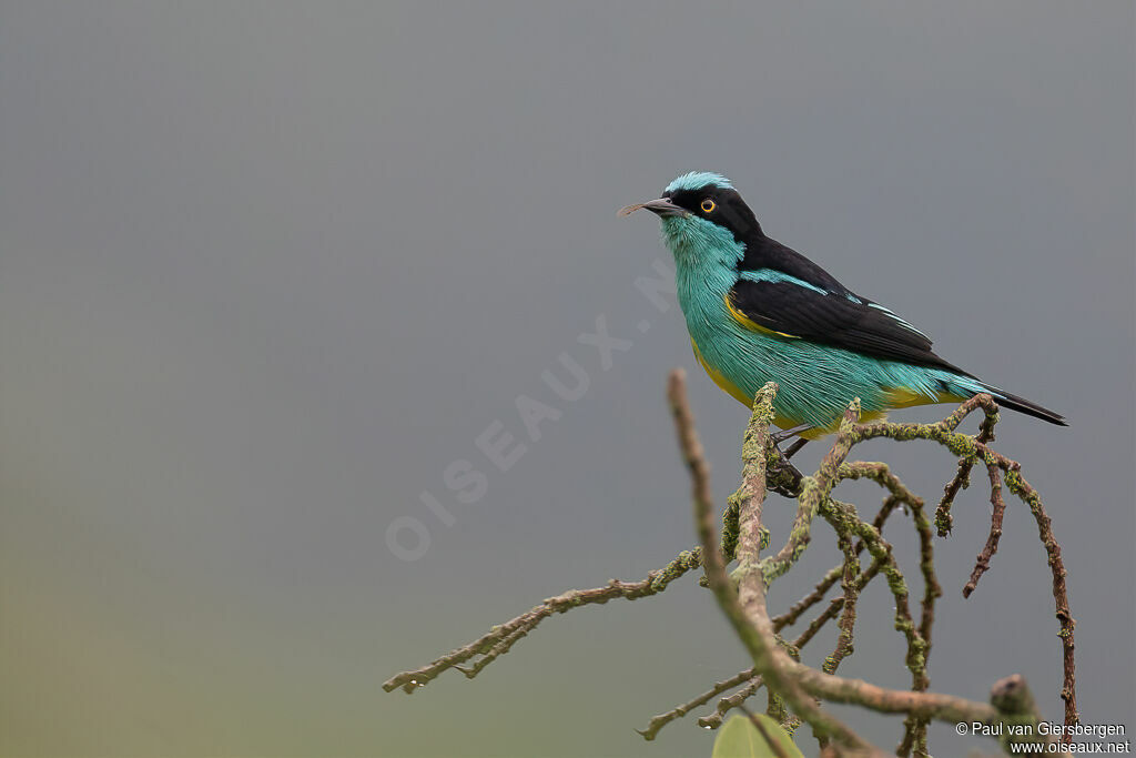 Yellow-tufted Dacnis male adult