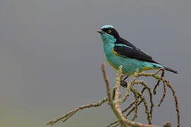 Yellow-tufted Dacnis